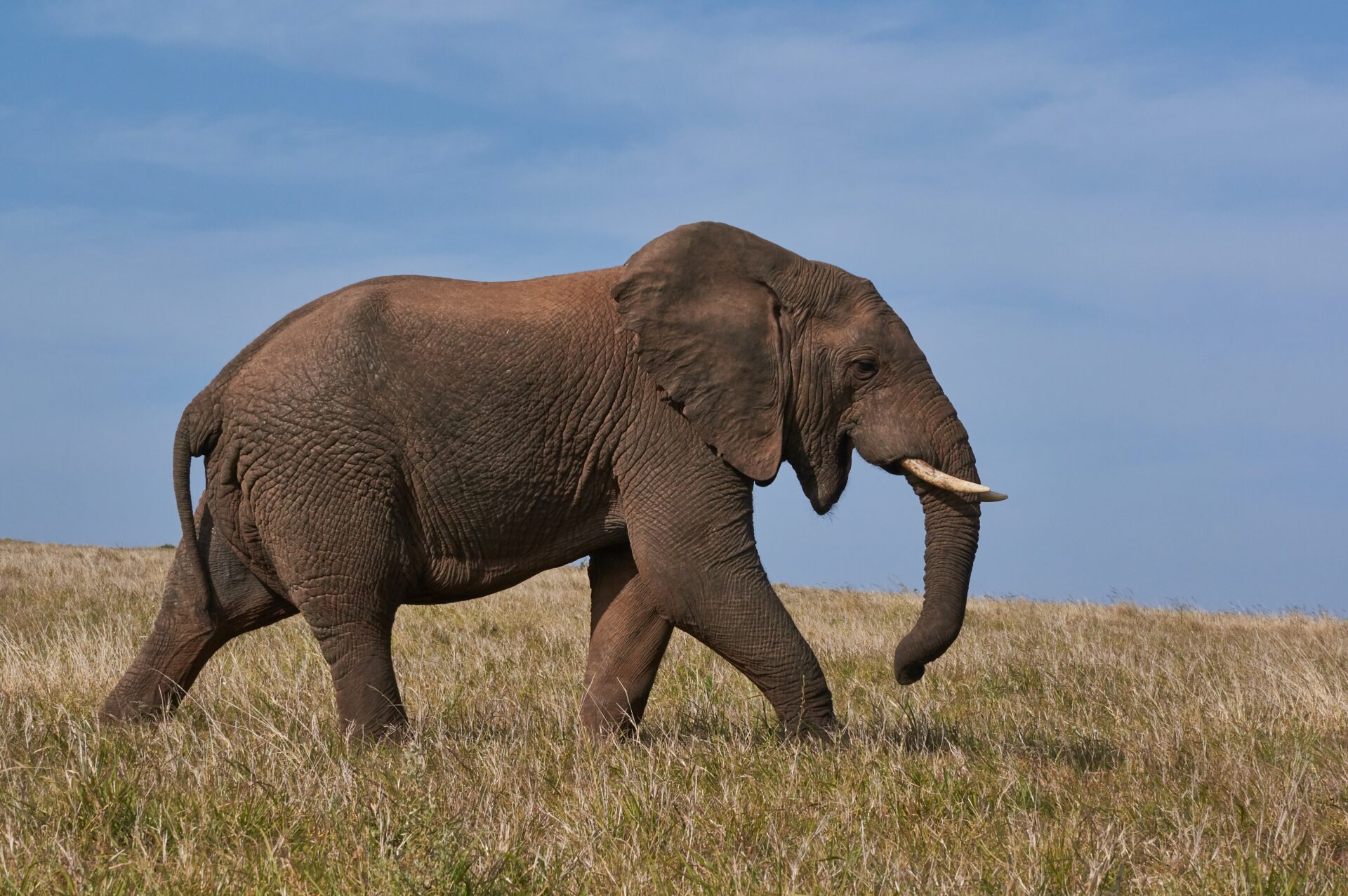 thailand with kids elephants